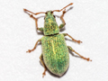 Phyllobius virideaeris